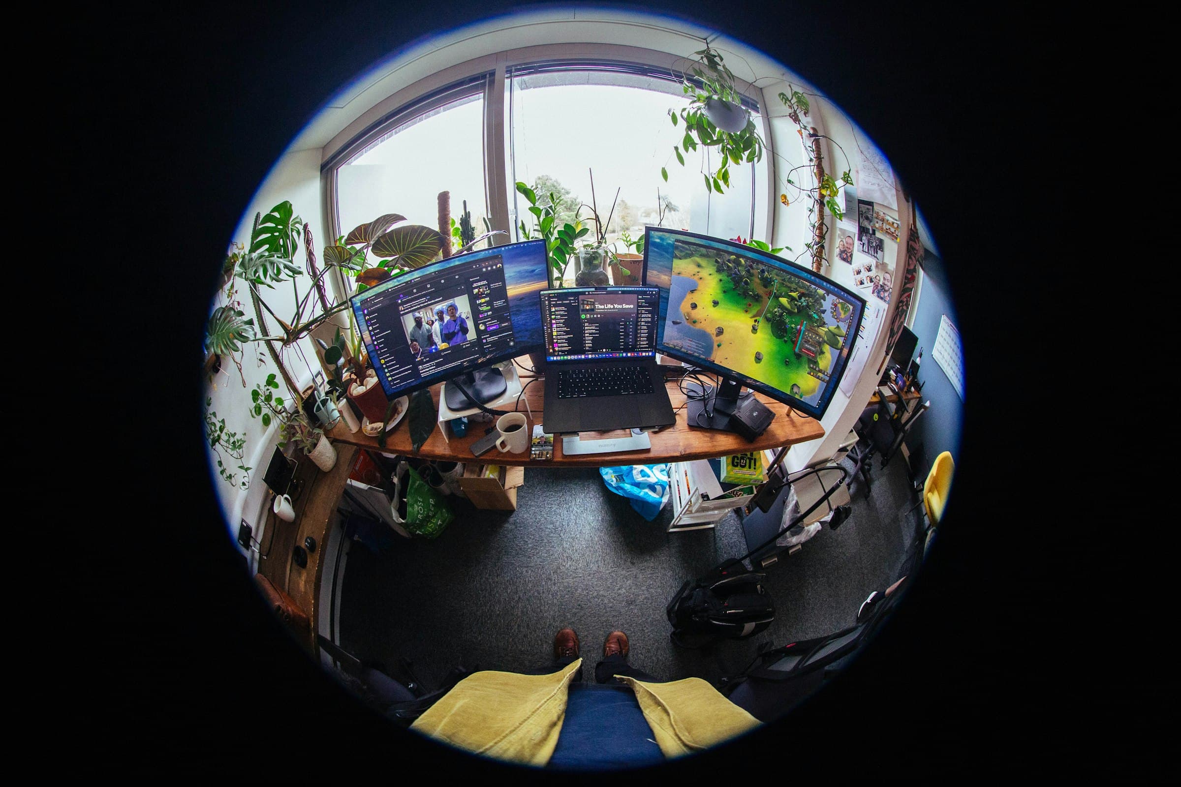 Developer workstation with multiple monitors and plants in a quiet office
